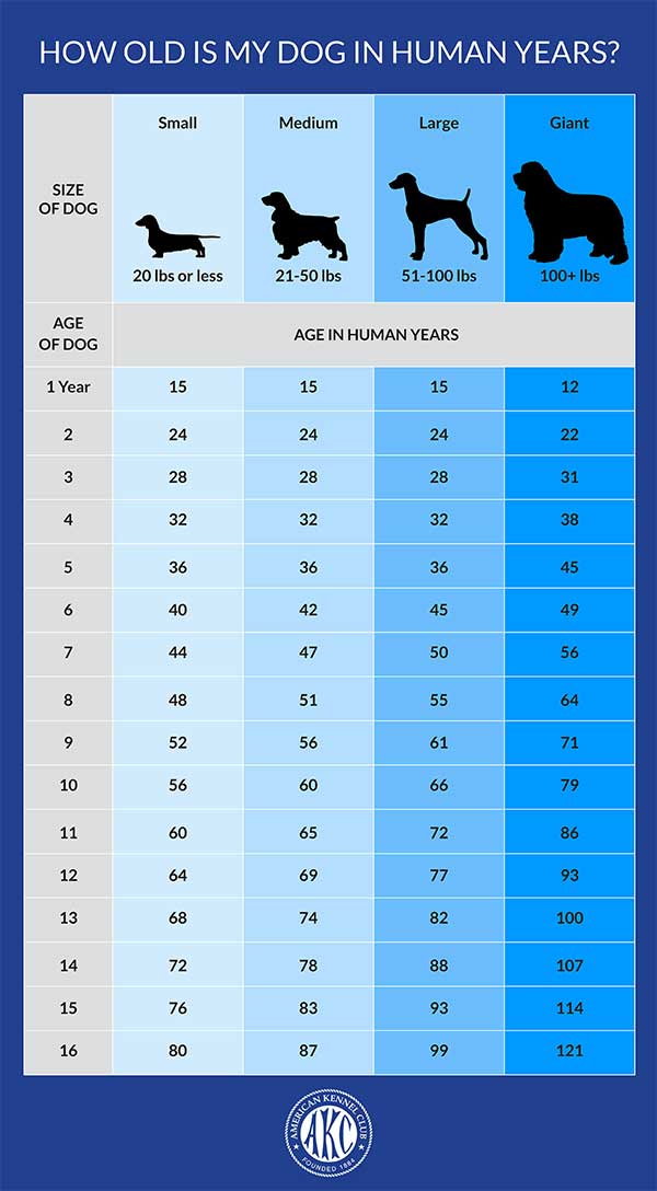 This is a chart from American Kennel Club AKC showing the difference between human age and how old a dog based on dog size.